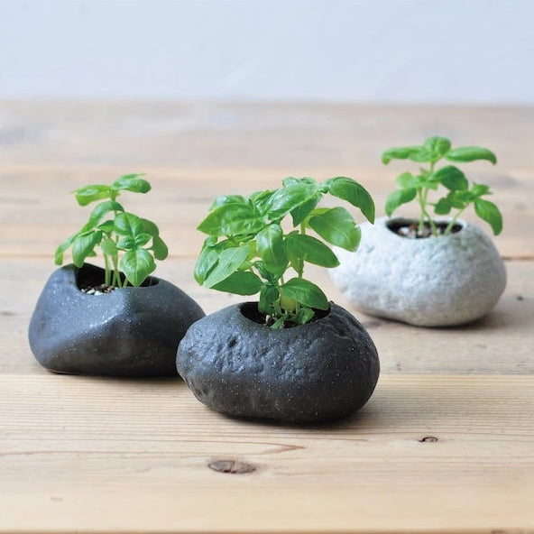 Plants Rock Basil Growing Kit (Asstd Designs)